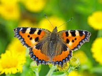 Turn yourself into a beautiful butterfly